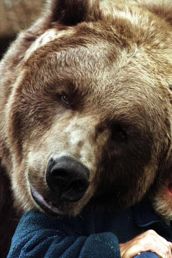 Bart the Bear II - Bear
