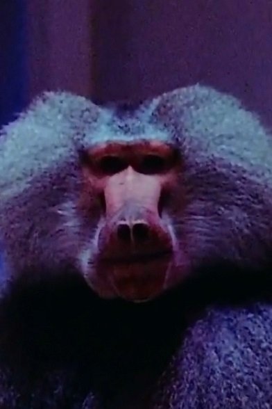Typhoon - Baboon (uncredited)
