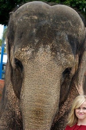 Tai the Elephant - Elephant (uncredited)