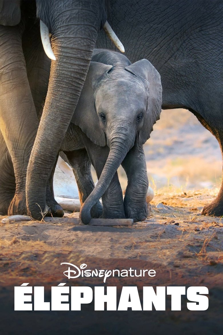  Elephant - Watch Suggestor